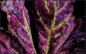 (Abbild ca. 15% Grösse des Originals)